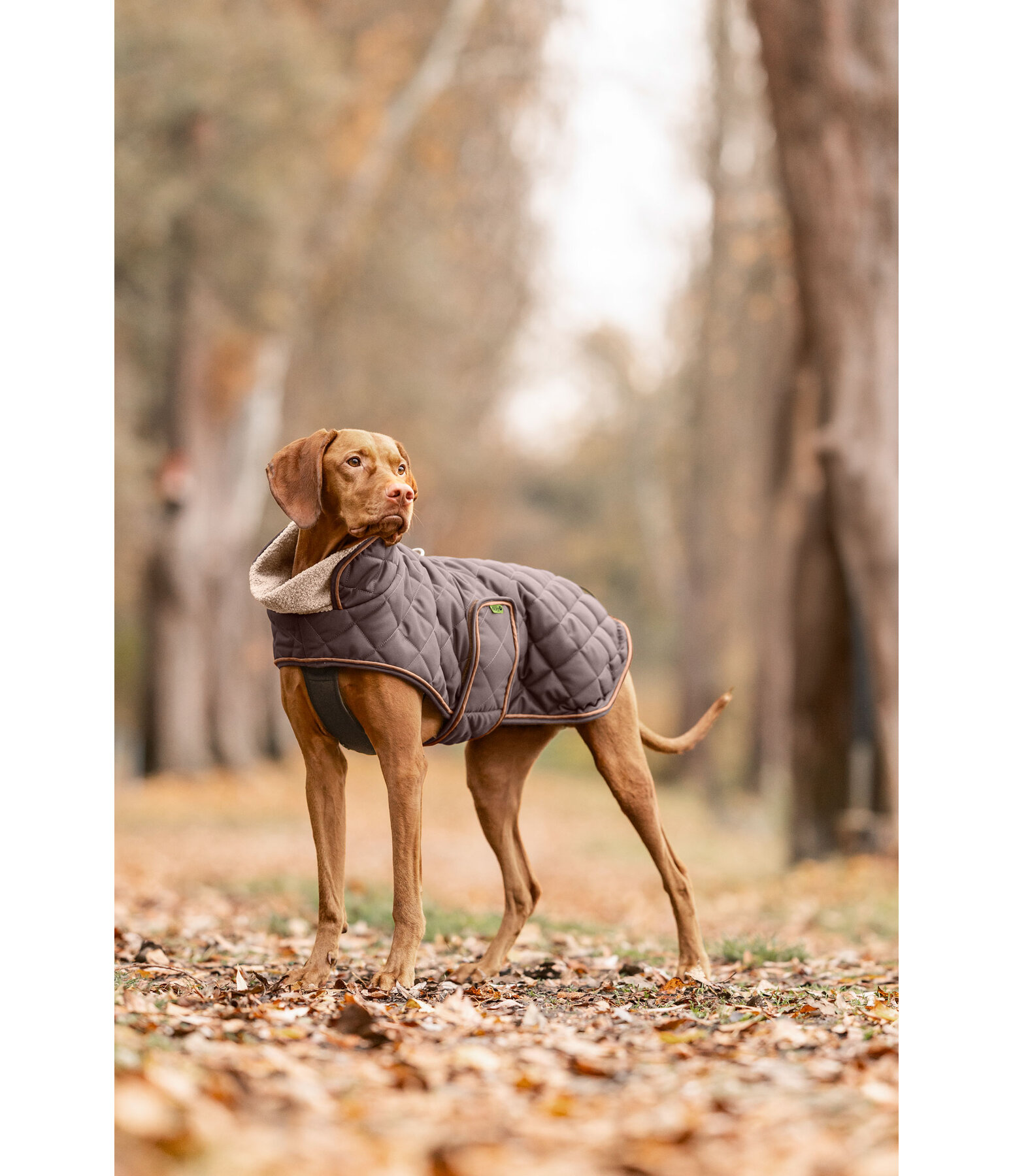 Stepp-Hundemantel mit Teddyfleece-F�tterung Holly
