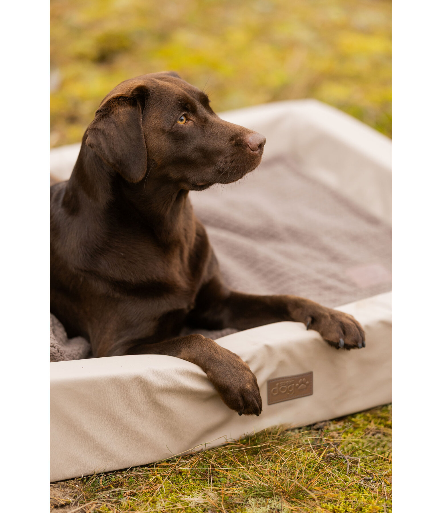 Hundebett Komet