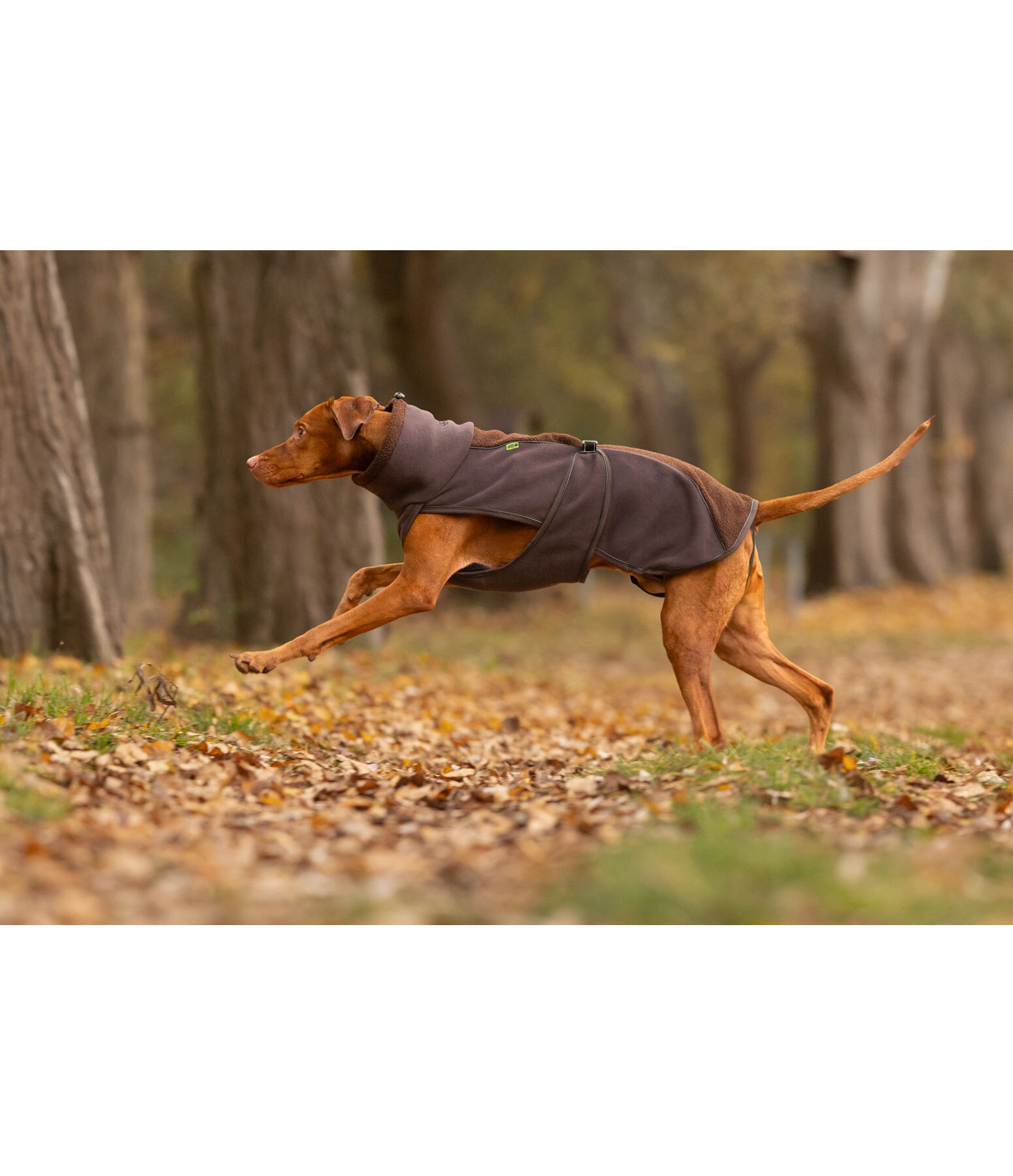Teddyfleece Hundemantel Frido