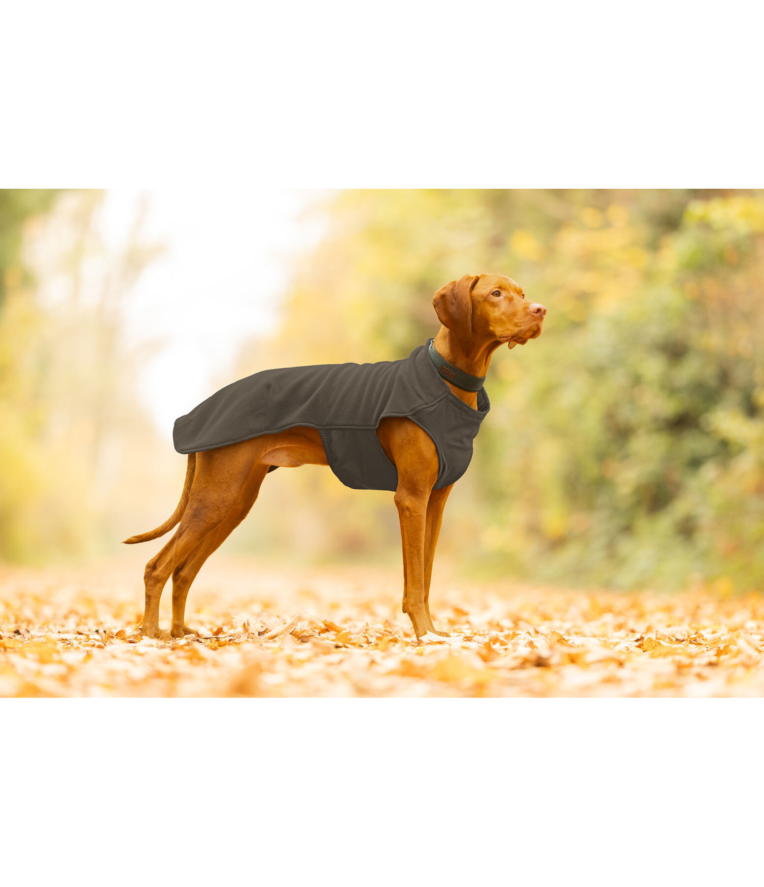 Hunde-Unterzieh- und Fleecepullover Basic