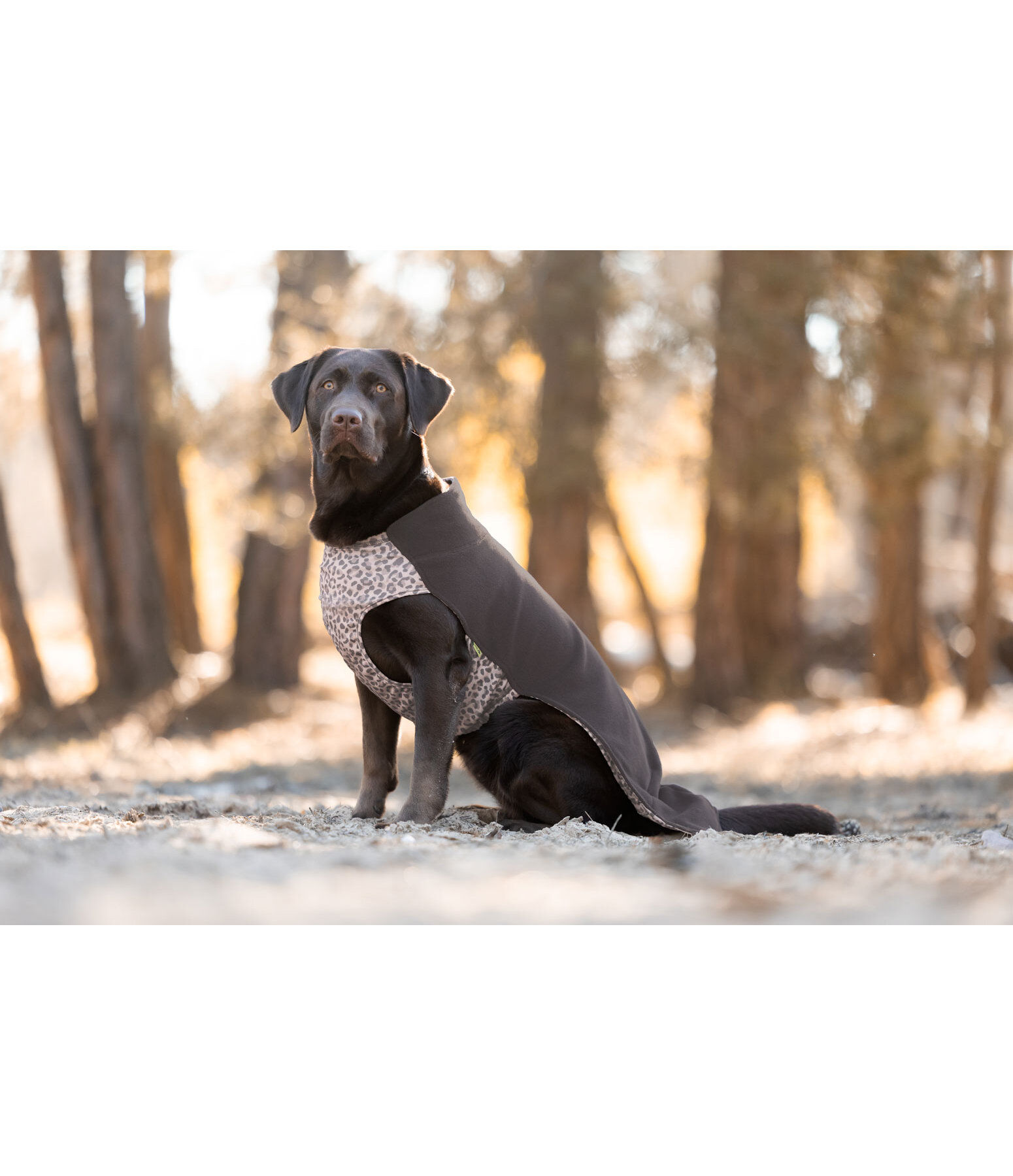 Hunde-Unterzieh- und Fleecepullover Basic