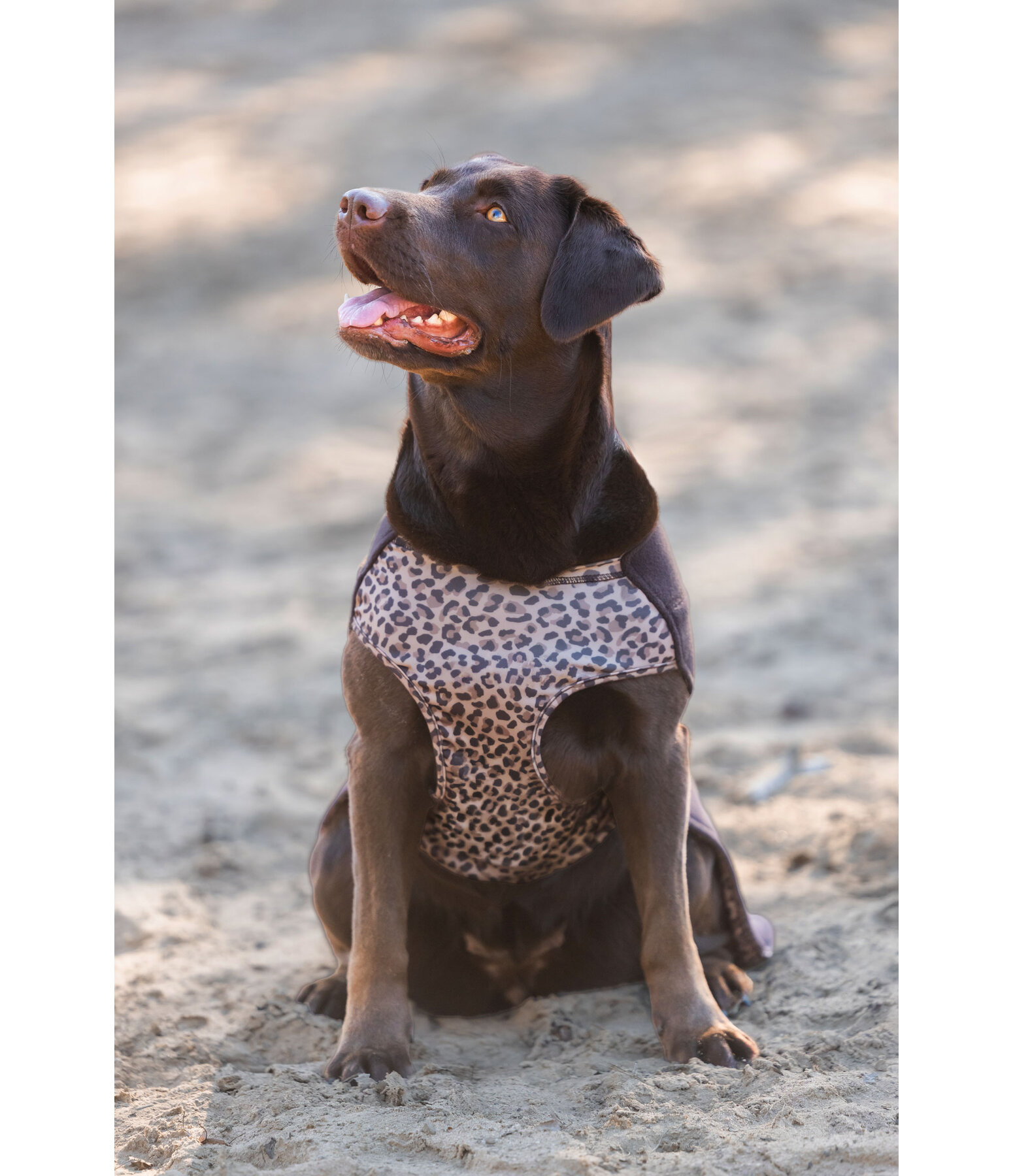 Hunde-Unterzieh- und Fleecepullover Basic