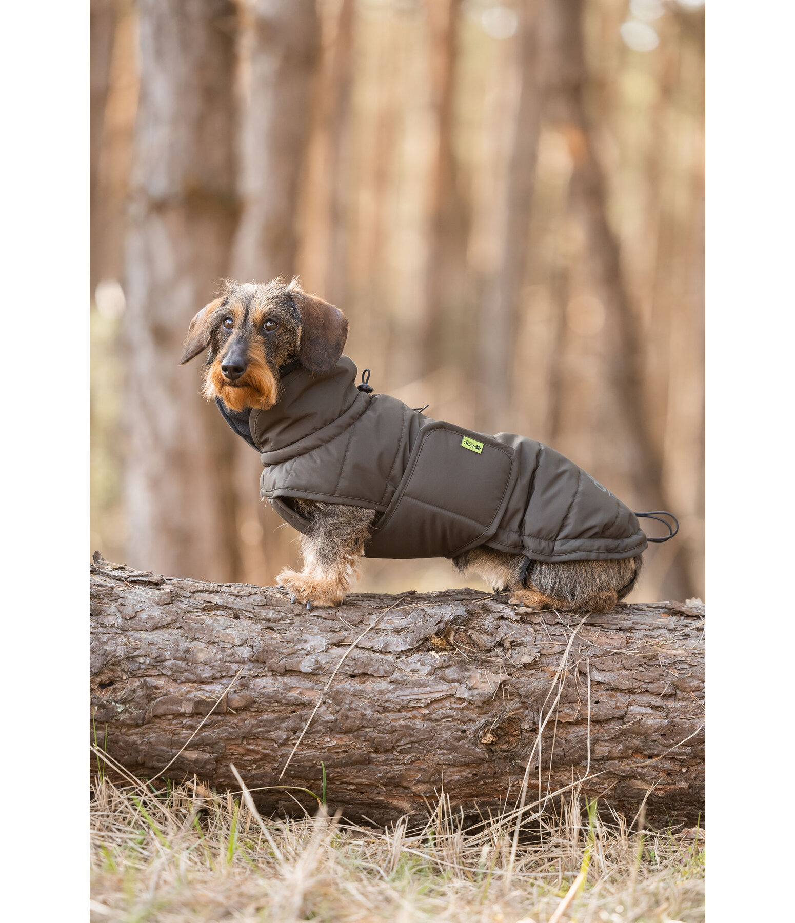 Dackel Wintermantel Henry, 200 g
