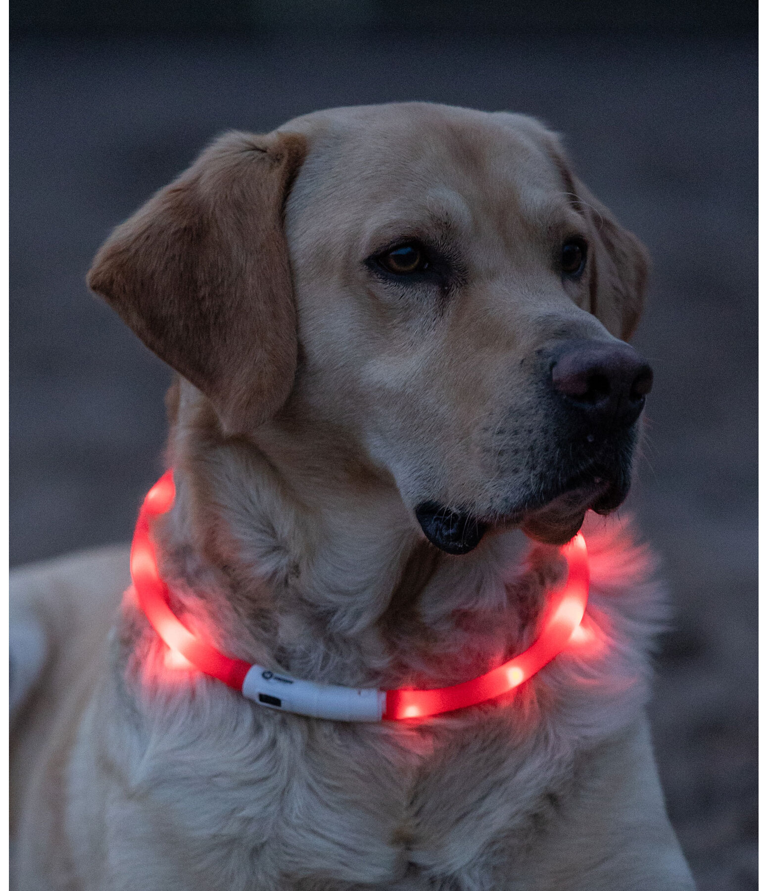 LED-Leuchthalsband f�r Hunde