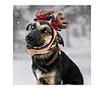Weihnachtsgeweih Rudolph f�r Hunde