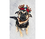 Weihnachtsgeweih Rudolph f�r Hunde