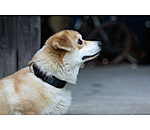 Hundehalsband Becks