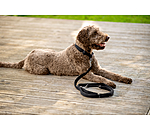 Hundehalsband Becks