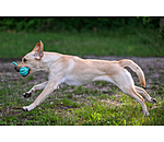 Zahnputz-Hundespielzeug Cleo
