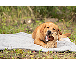 Hundespielzeug Kuschel-B�r Bruno