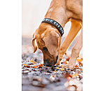 Hundehalsband in Leder-Optik Nashville