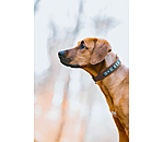 Hundehalsband in Leder-Optik Nashville