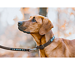 Hundehalsband in Leder-Optik Nashville