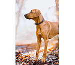 Hundehalsband in Leder-Optik Nashville