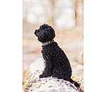 Hundehalsband in Leder-Optik Nashville