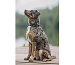 Hundehalsband in Leder-Optik Nashville