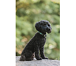 Hundehalsband in Leder-Optik Nashville
