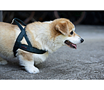 Norweger-Hundegeschirr Miley