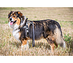 Waterproof Kurzf�hrer Jug f�r Hunde