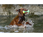 Wasser-Hundespielzeug Marble Bone