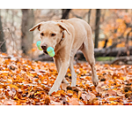Wasser-Hundespielzeug Marble Bone