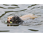 Wasser-Hundespielzeug Marble Bone