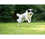 Wasser-Hundespielzeug Marble Bone