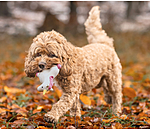 Hundespielzeug Unicorn mit Quietsche