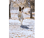 Hundespielzeug Unicorn mit Quietsche