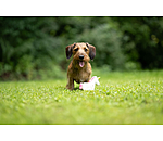 Hundespielzeug Unicorn mit Quietsche