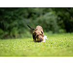 Hundespielzeug Unicorn mit Quietsche