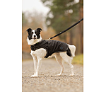 Softshell-Hundemantel Cruz mit integriertem Geschirr, 160 g