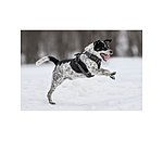 Hundegeschirr Expedition