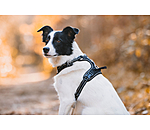 Hundegeschirr Expedition