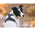 Hundegeschirr Expedition