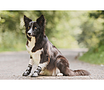 Pfotenschutz-Schuhe Dubai f�r Hunde