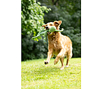 Hundespielzeug Octopus