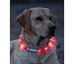 LED-Leuchthalsband f�r Hunde