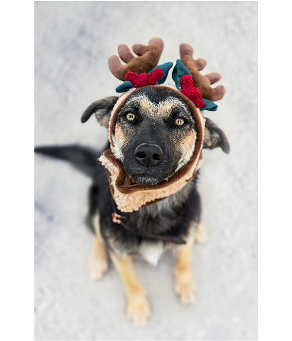 Weihnachtsgeweih Rudolph f�r Hunde
