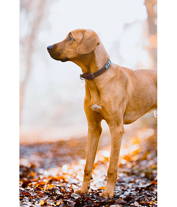 Hundehalsband in Leder-Optik Nashville