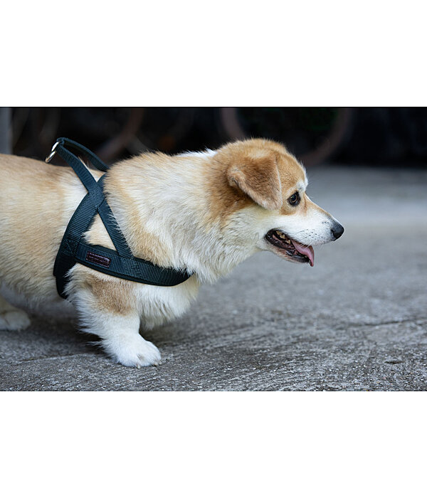 Norweger-Hundegeschirr Miley