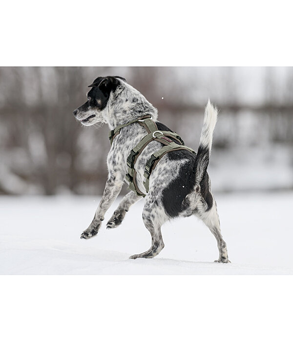 Sicherheitsgeschirr Irmi f�r Hunde