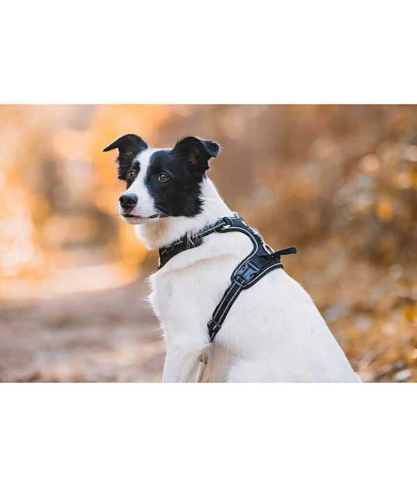 Hundegeschirr Expedition