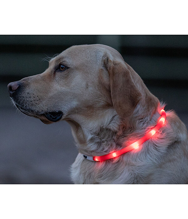 LED-Leuchthalsband f�r Hunde